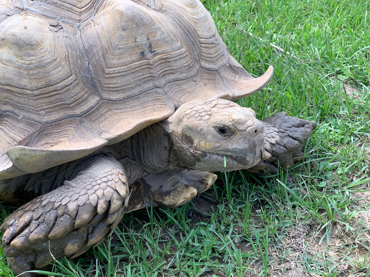 Tips For Setting Up A Habitat When Buying A Sulcata Tortoise – Sulcatas.com