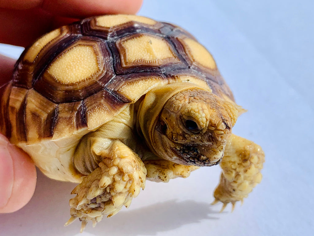 Sulcata hatchling humidity needs