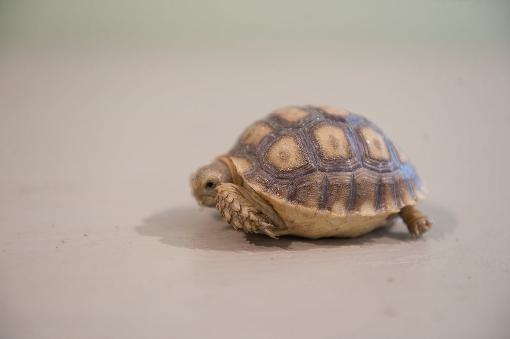 What to Consider Before Sealing a Sulcata Sales Deal