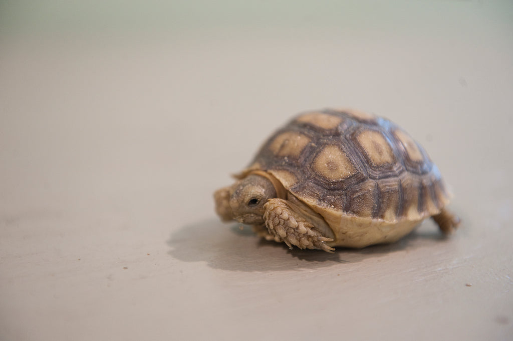Are Sulcata Tortoise Hatchlings Preferable To Adopt?
