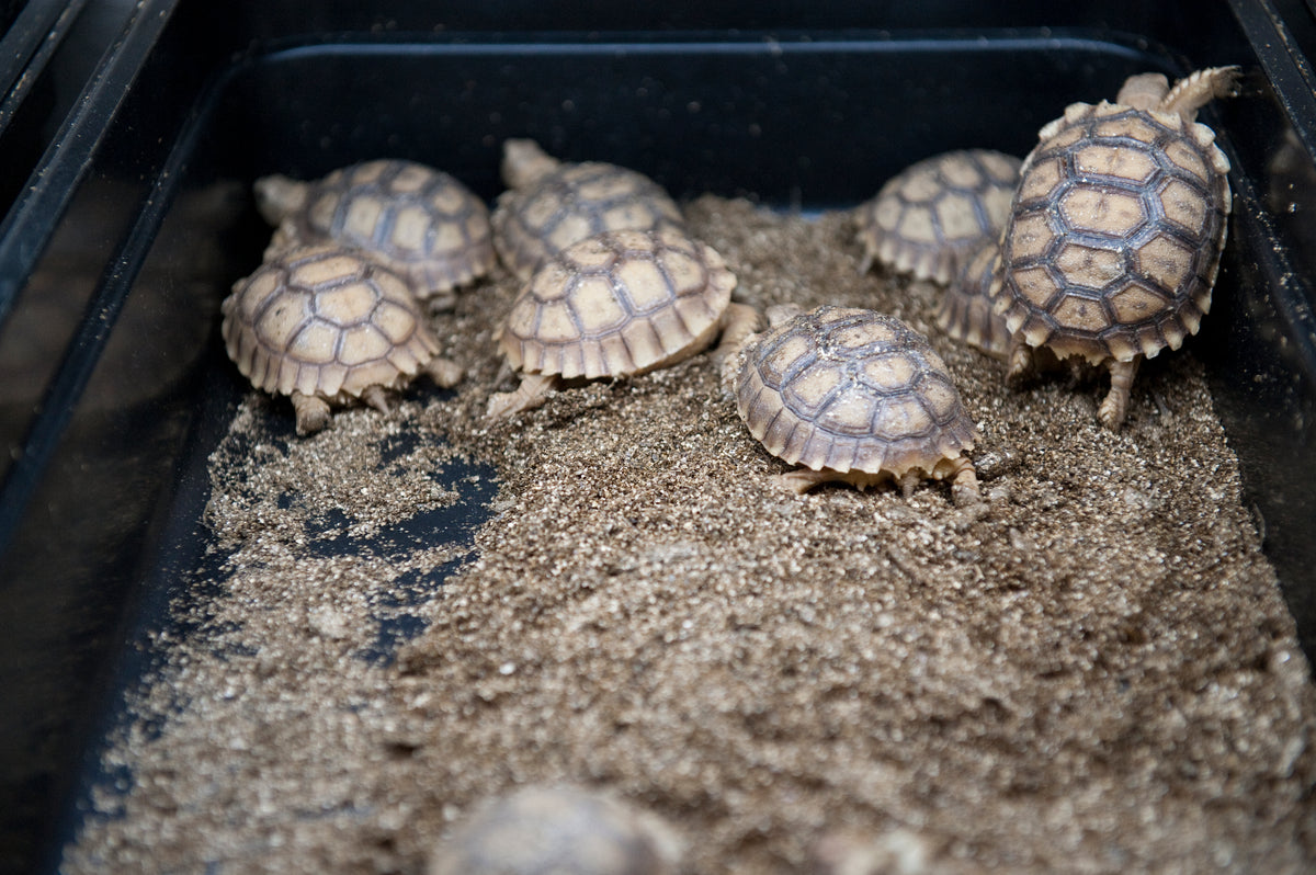 5 Reasons Why Sulcata Tortoise Will Make An Exciting Birthday Gift For ...