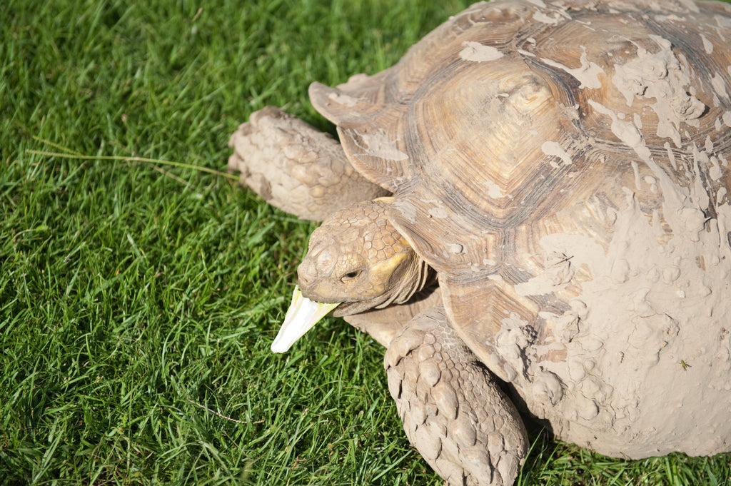 What You Need To Know About The Sulcata Tortoise