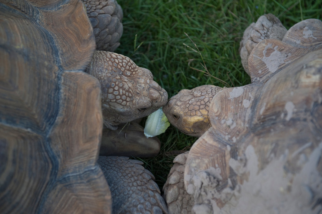 Where To Buy Healthy Sulcata Hatchlings