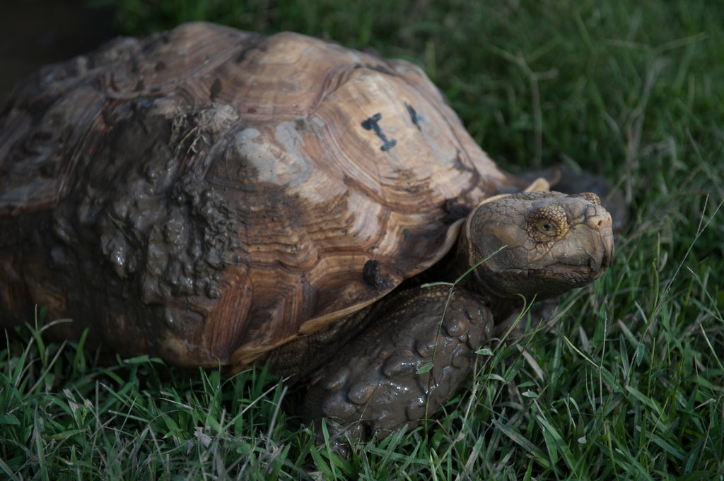 6 Exciting Sulcata Care Tips to Make Your Tortoise Pet More Adorable