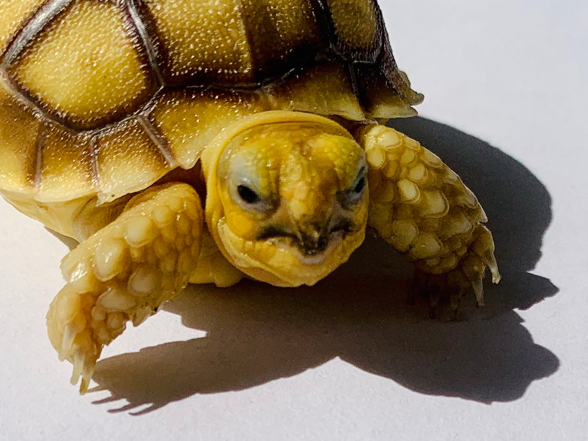 Sulcata Hatchling!