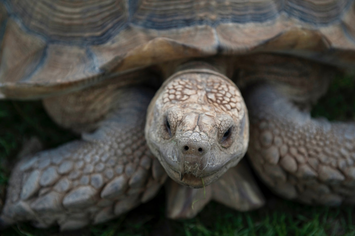 15 tips when buying a Sulcata hatchling – Sulcatas.com