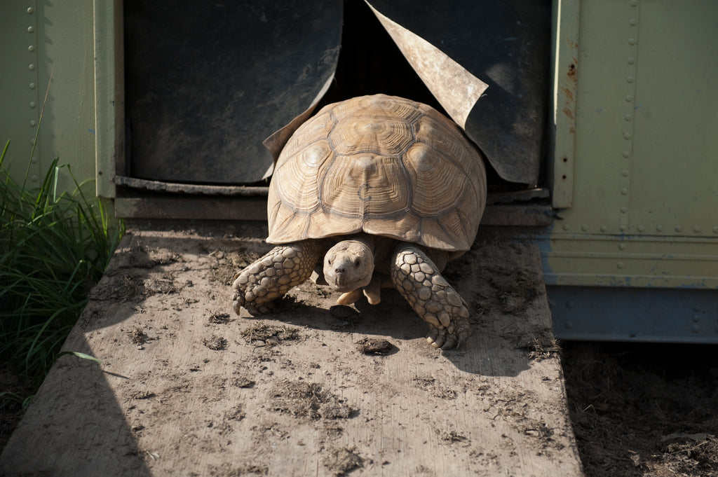 Sulcata Tortoise Behavior and Temperament