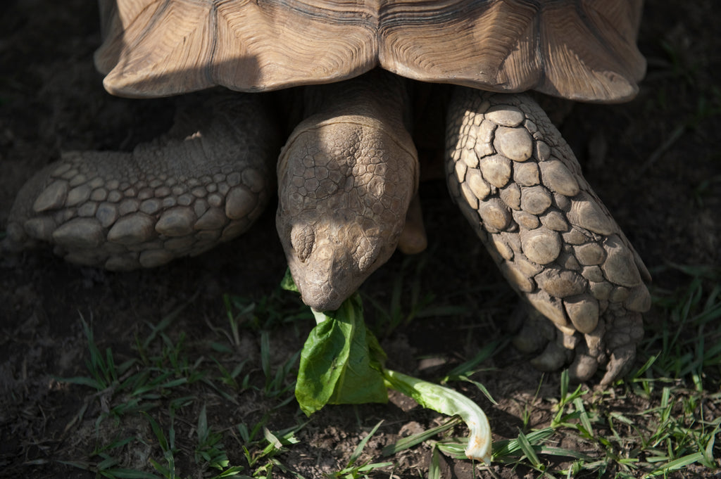 Tip #1: Provide Them with Varieties of Fresh Grass as Main Diet