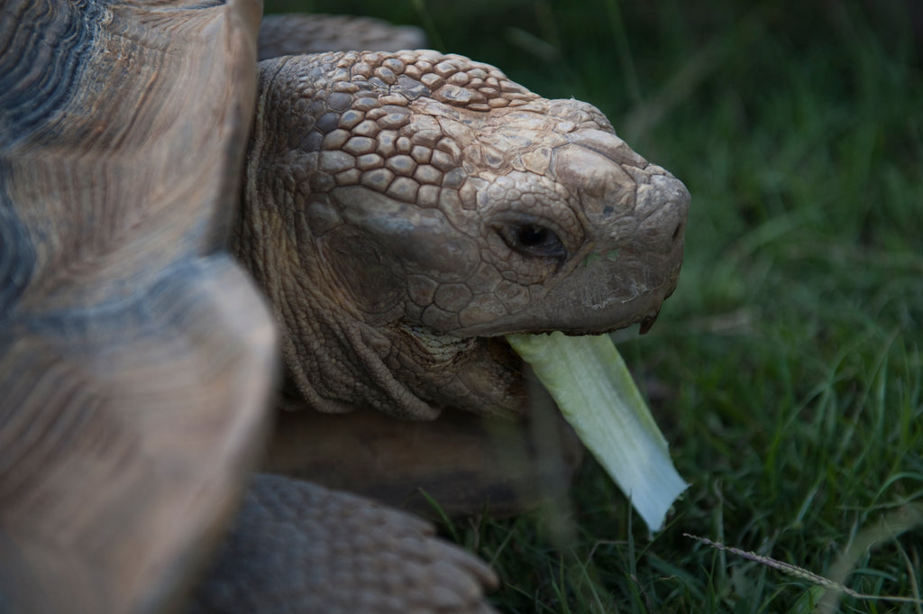 Tip #2: Always Offer Your Sulcata Some Spectacular Treats