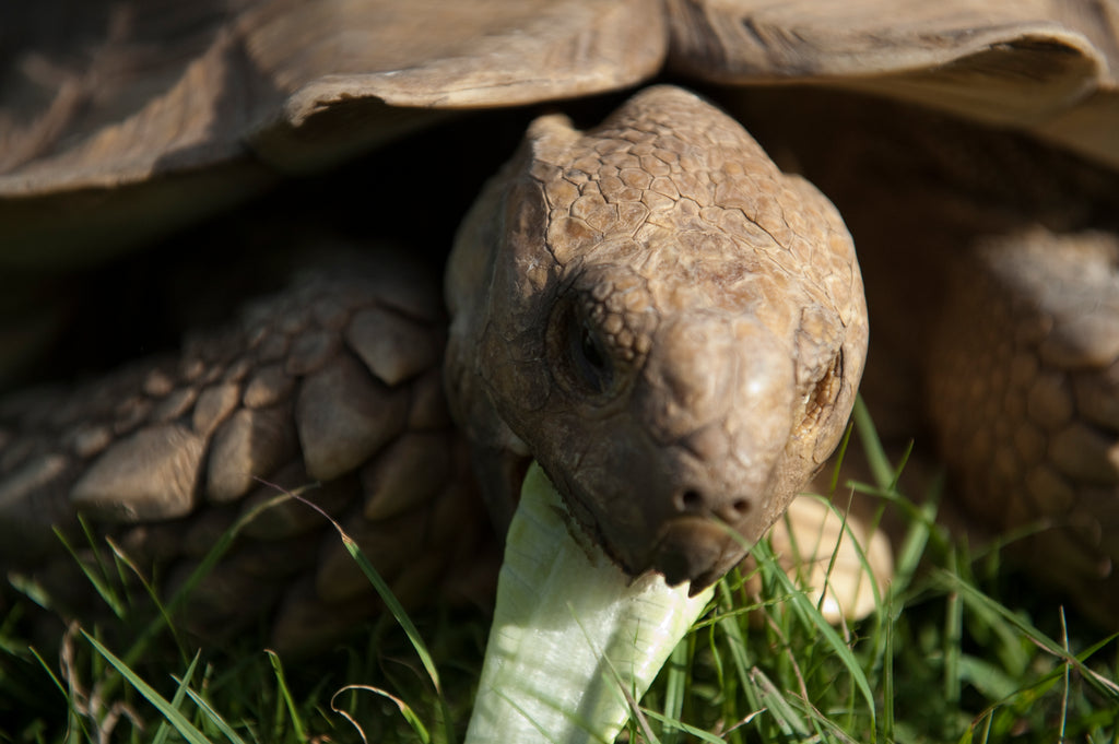 Feeding Your Sulcata Tortoise