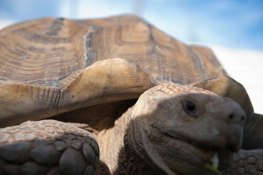 Dos and Don’ts of Keeping A Tortoise