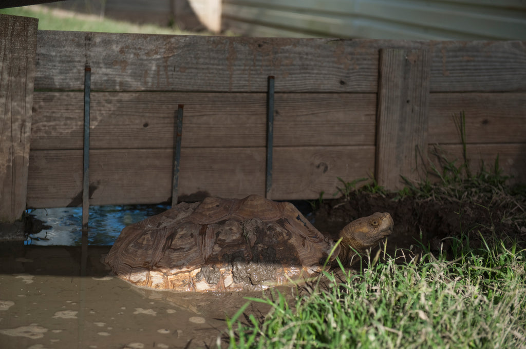 The Legality of Owning a Sulcata