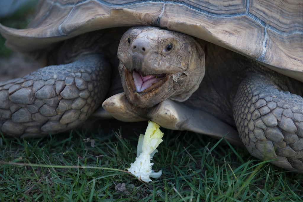 Your Role as a Sulcata Pet Owner