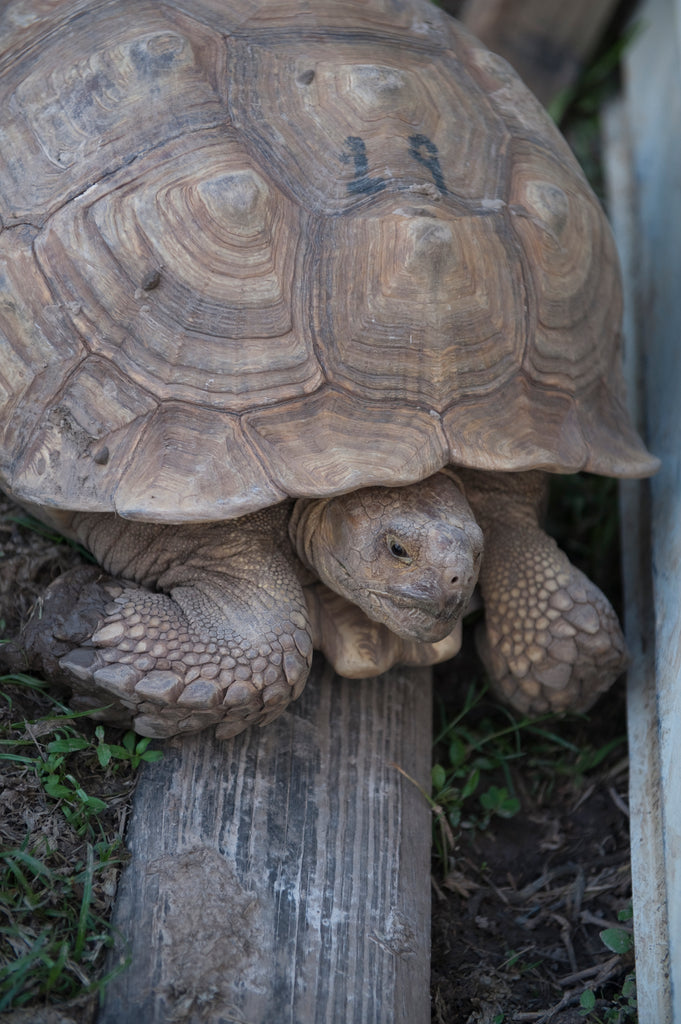 Tip #4: Make the base of their housing damp enough to enhance their burrowing