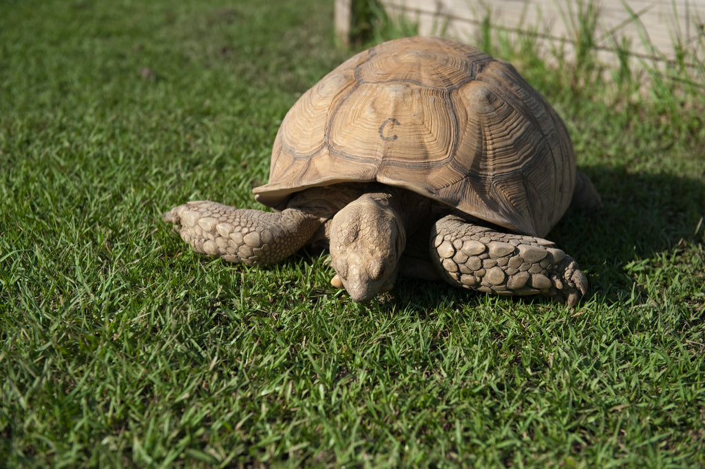 Housing Your Sulcata Tortoise