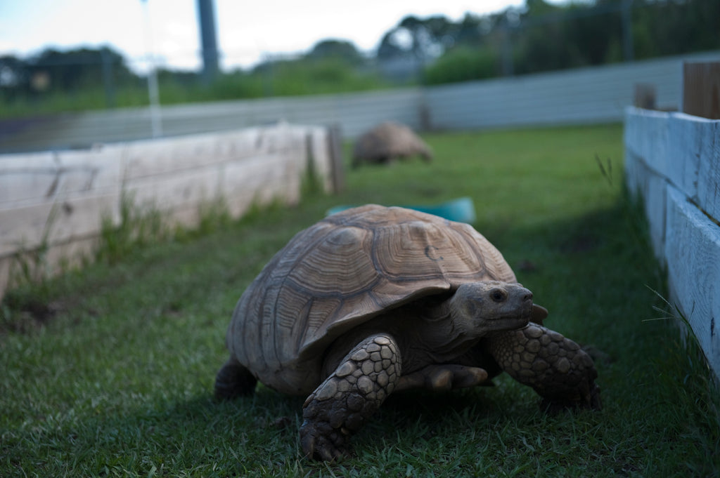 Tip #3: Build Your Sulcata a Close-to-Nature Home