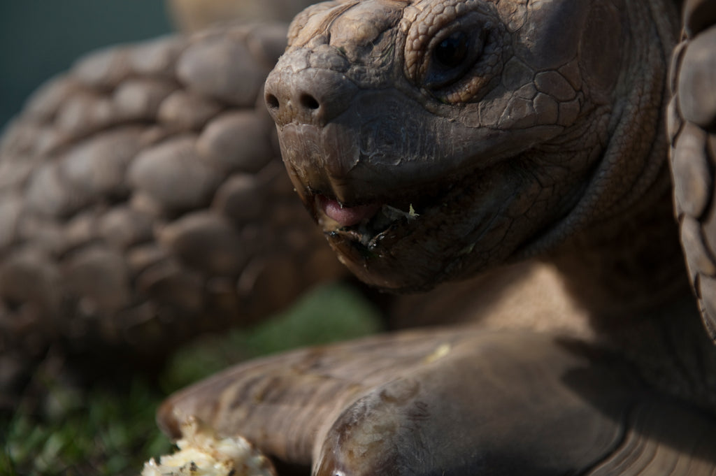 10 Exciting Facts About Sulcata Tortoises
