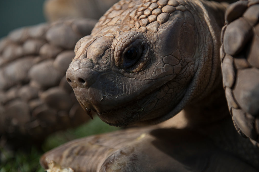 Every Stage of Your Tortoise Pet’s Growth Will Require A Different Type of Treatment