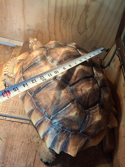 Customer's sulcata tortoise shell measured with a tape measure