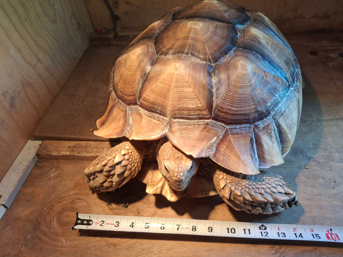 Customer's young sulcata tortoise measured with a tape measure