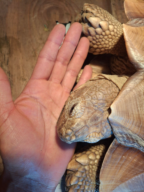 Customer's young sulcata tortoise next to a hand for scale