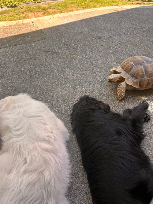 Lady Layla the sulcata tortoise meeting two family dogs