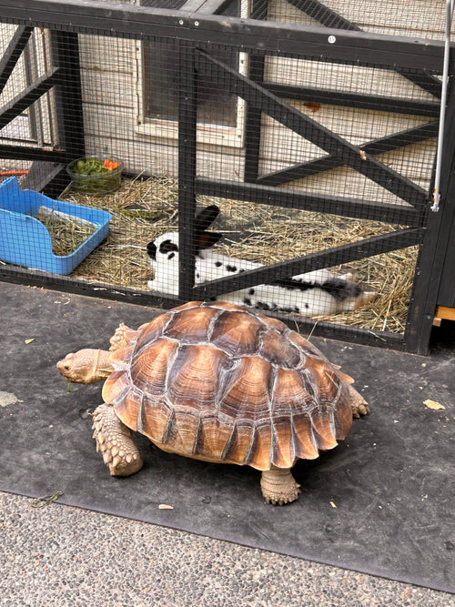Lady Layla the sulcata tortoise next to a rabbit hutch