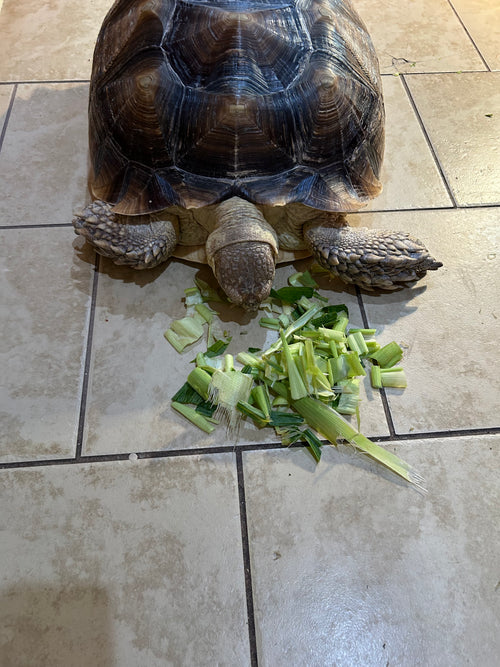 Customer's sulcata tortoise Reggie eating greens indoors