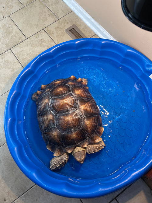 Customer's adult sulcata tortoise Reggie soaking in a kiddie pool