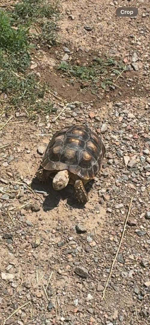 Customer's sulcata tortoise walking on gravel outdoors