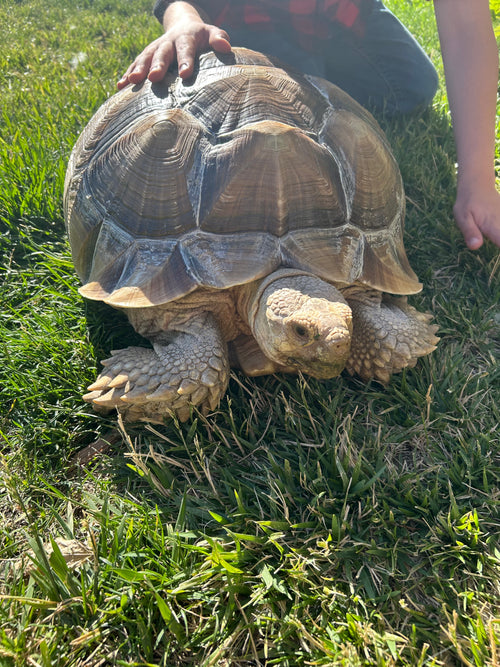 Lady Layla the sulcata tortoise with a child's hand on her shell