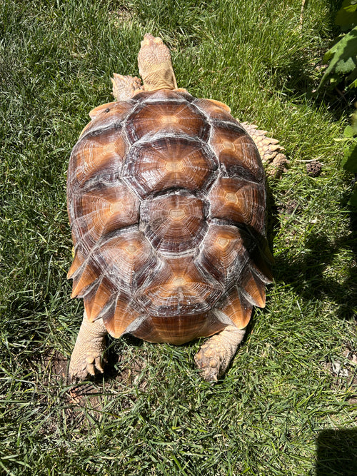 Customer's sulcata tortoise Lady Layla walking in the grass