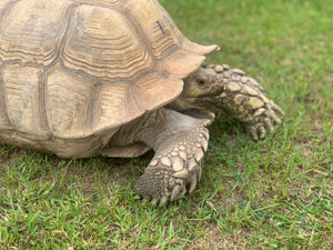 Large female sulcata