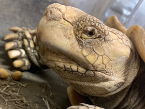 Adult Sulcata Merlin 