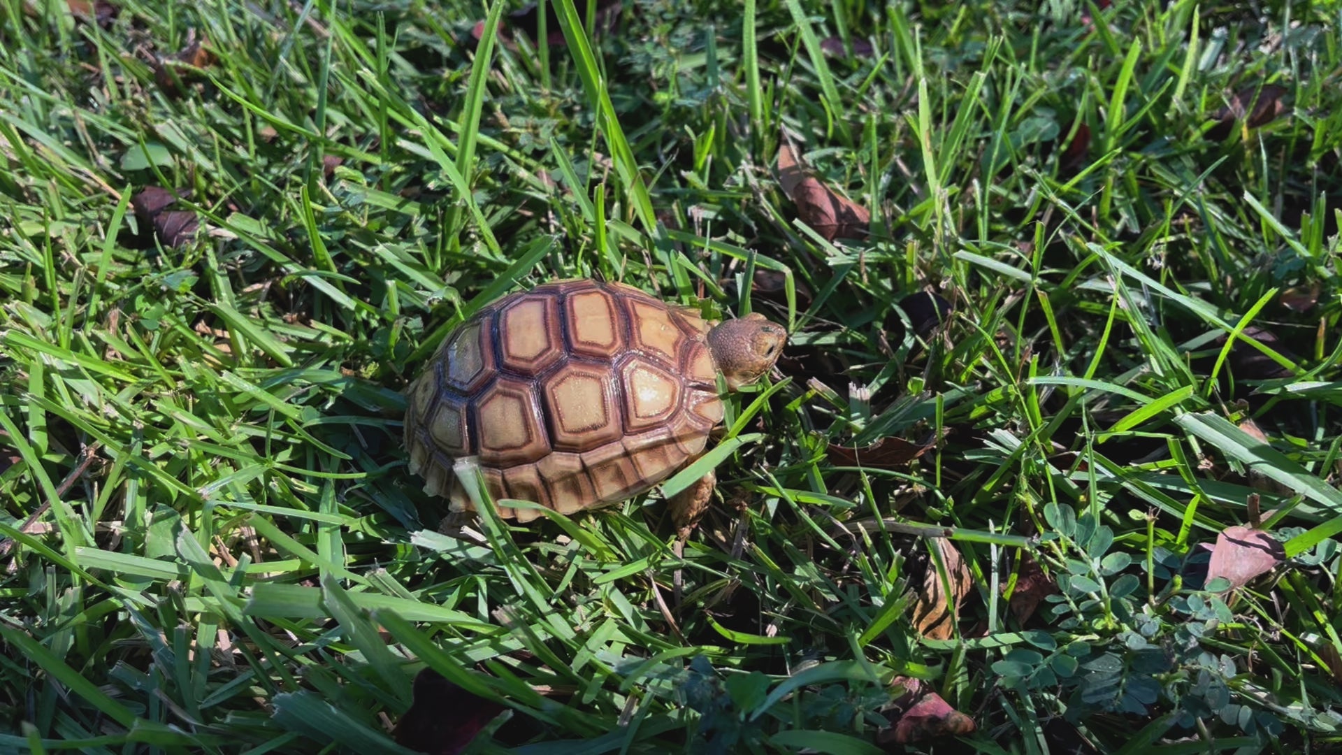 Well started Sulcata in grass movie 