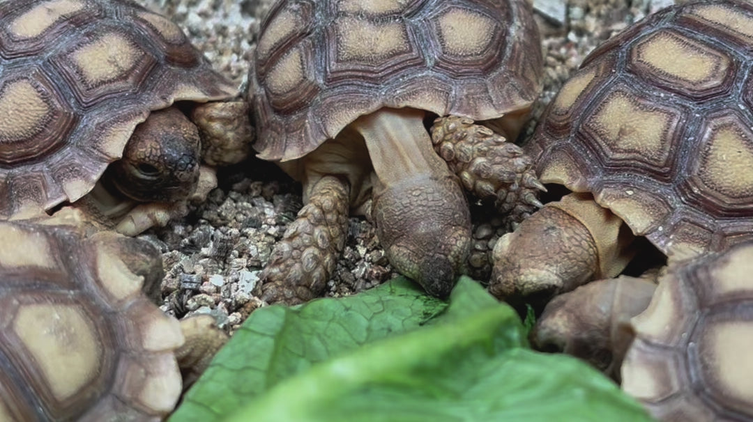 Sulcata hatchlings eating movie 