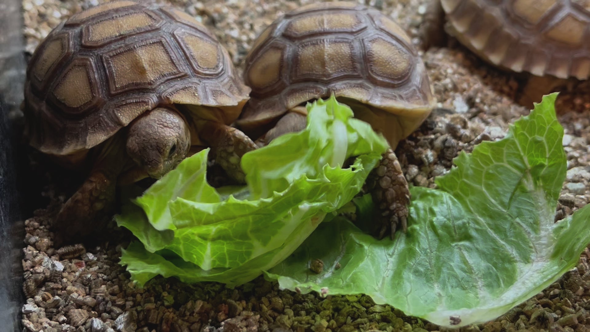 Well started Sulcata eating movie 1