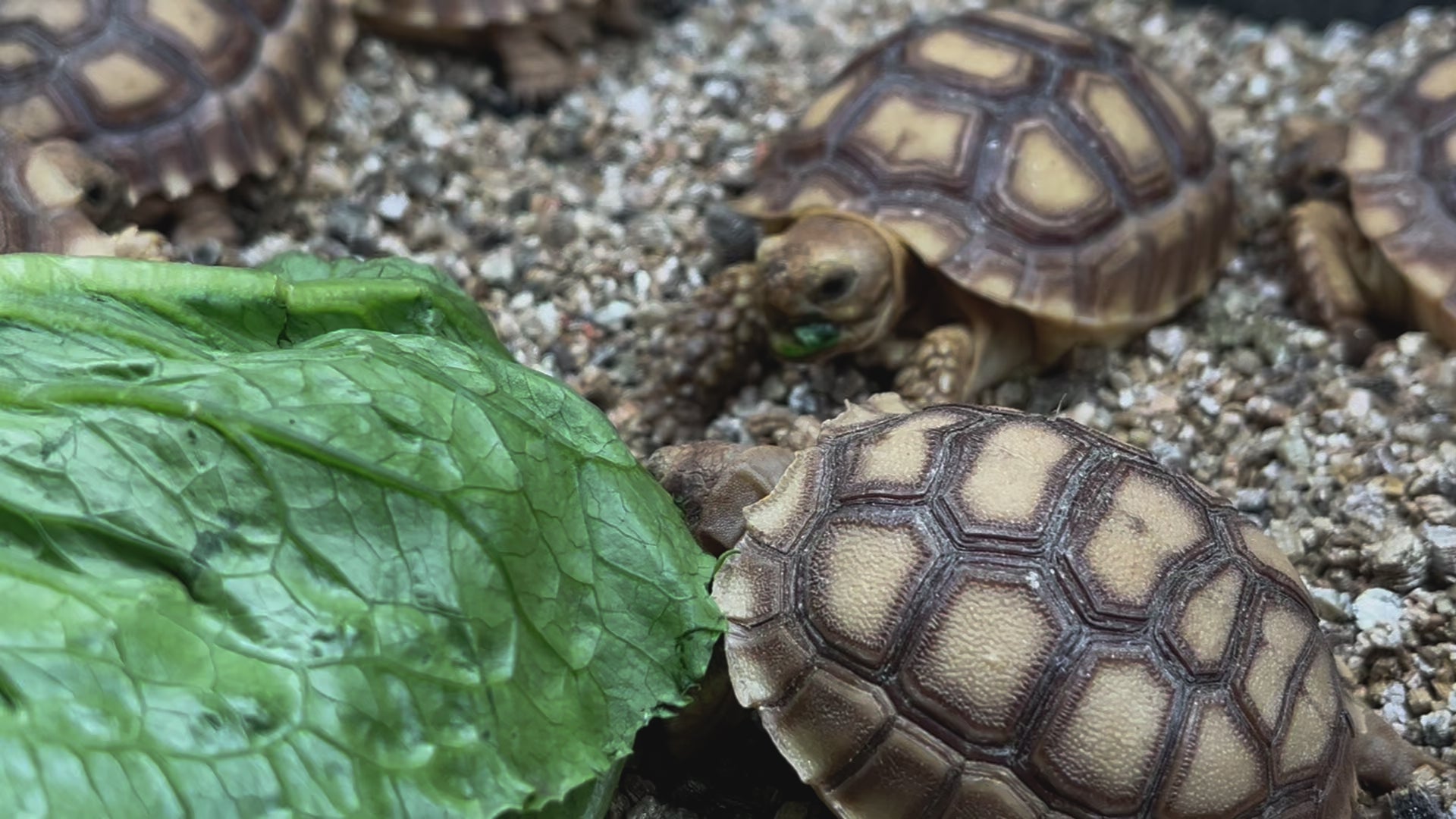 Sulcata hatchlings eating movie 2