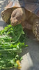 Customer's sulcata tortoise eating greens