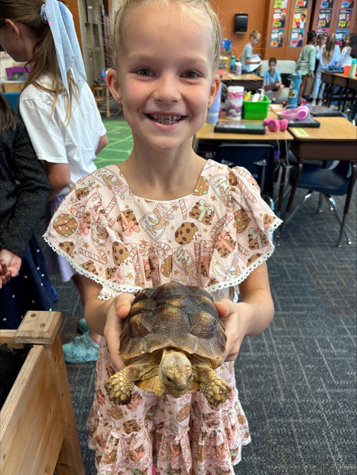 Student holding the classroom's sulcata tortoise