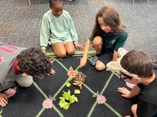 Students feeding greens to their classroom sulcata tortoise