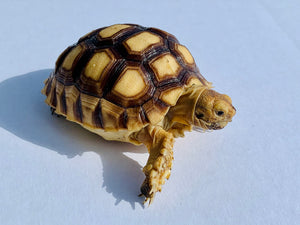 Well started Sulcata 