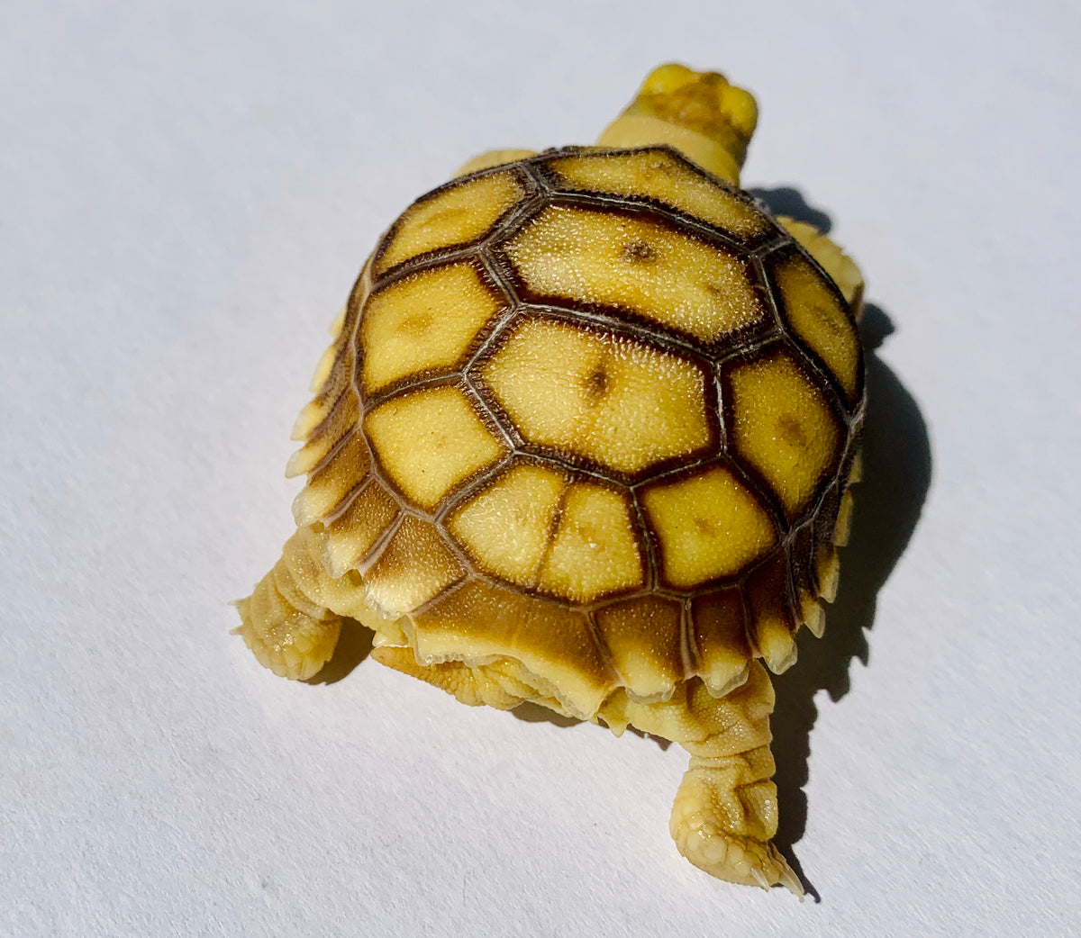 Sulcata Hatchling!